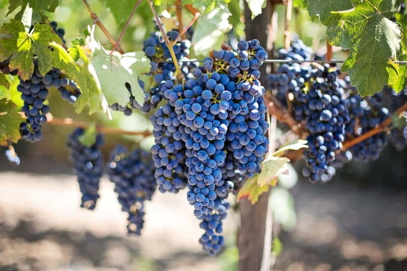 Discover Taste of Crete: Guided Winery Tour and Tastings - Why Cretan wine makes a good half-day outing