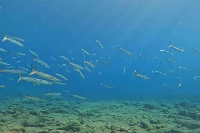 Experience Scuba Diving in Heraklion Crete - What you may see below the surface