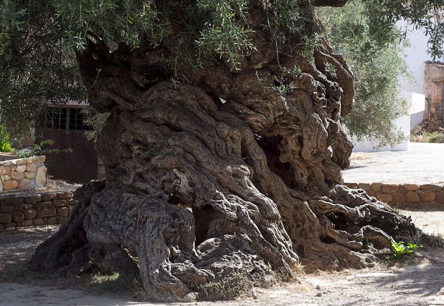 Explore the Secrets of Wine and Olives in Chania - Ano Vouves and the ancient olive tree