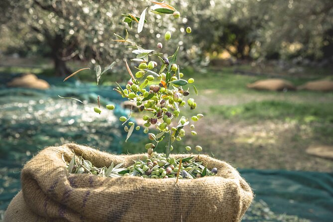 Explore the Secrets of Wine and Olives - Kolymbari olive mill and the taste of Crete