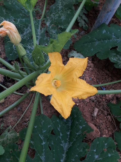 Farm Tour with Cheese-Making, Olive Oil Tasting & Picnic - Why this small farm visit feels different
