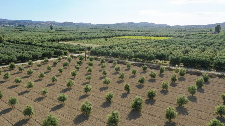Farm Tour with Cheese-Making, Olive Oil Tasting & Picnic - Walking the olive groves and greenhouses