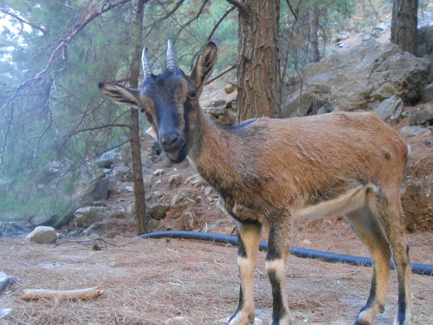 From Agia Galini/Matala: Samaria Gorge Hiking Tour - The long road to Omalos Plateau