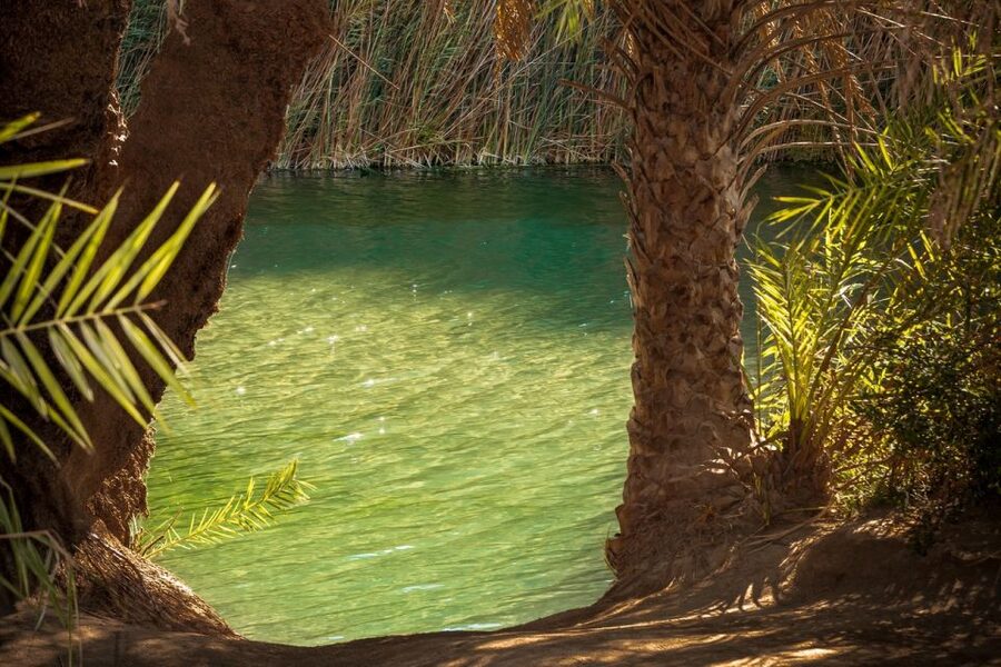 From Chania: Day Trip to Preveli Beach & Damnoni Beach - Walking the palm forest and swimming at Preveli