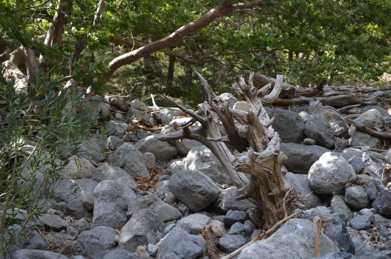 From Chania/Kalyves: Full-Day Samaria Gorge Hiking Day Trip - What the 5.5-hour gorge walk is really like