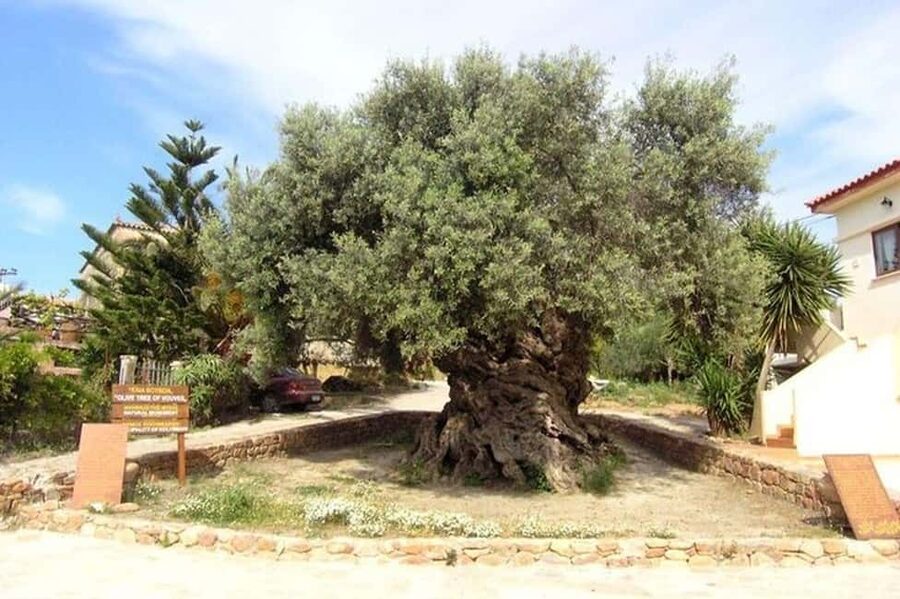 From Chania: Olive Oil, Wine, Cheese & Honey Tasting Tour - Key points at a glance