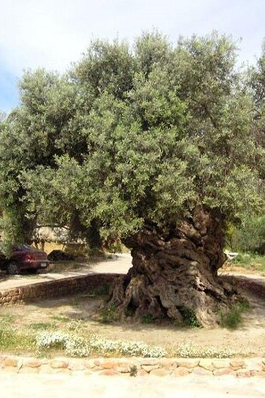 From Chania: Olive Oil, Wine, Cheese & Honey Tasting Tour - The coach ride and the mountain roads