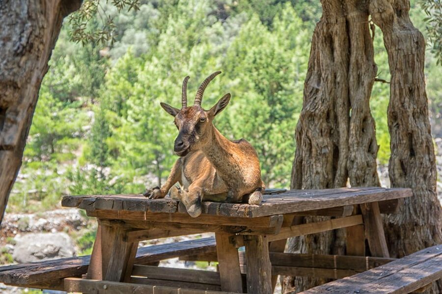 From Chania: Samaria Gorge with Professional Hiking Guide - Why Samaria Gorge is worth the effort