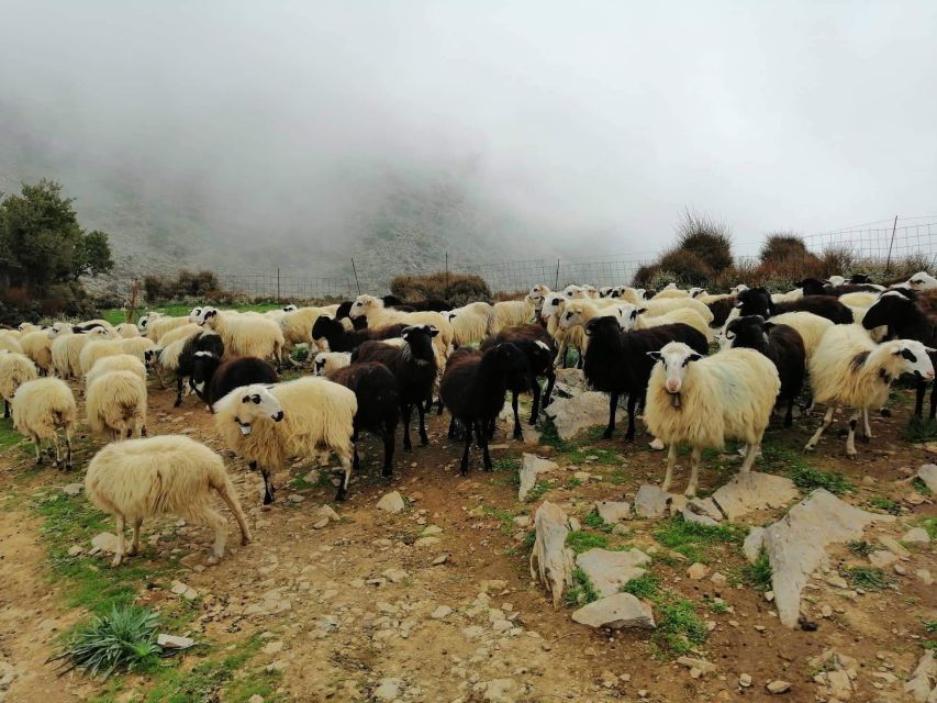 From Chania: White Mountains Land Rover Safari - Key Points to Know Before You Go