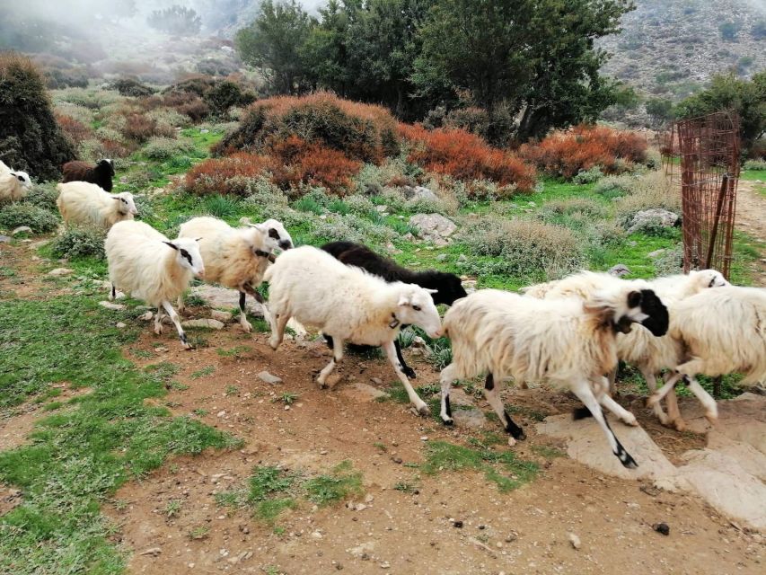 From Chania: White Mountains Land Rover Safari - Who Will Enjoy This Most?