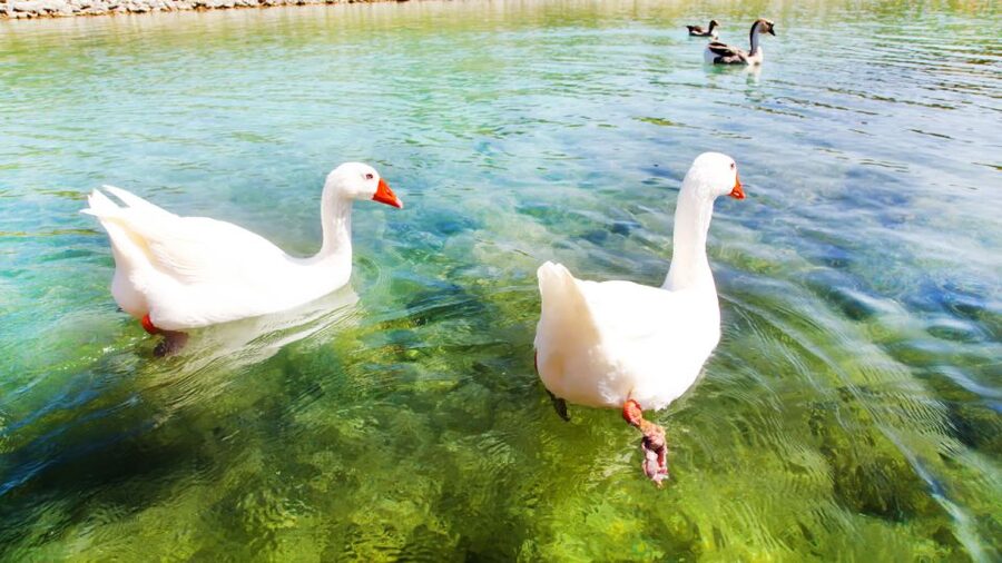 From Heraklion: Chania Town, Kournas Lake, and Rethymno Tour - Who should book this Crete excursion?