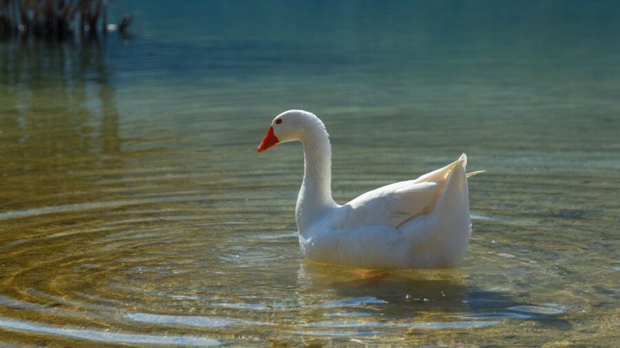 From Heraklion: Chania Town, Kournas Lake, and Rethymno Tour - What the $56 price really includes