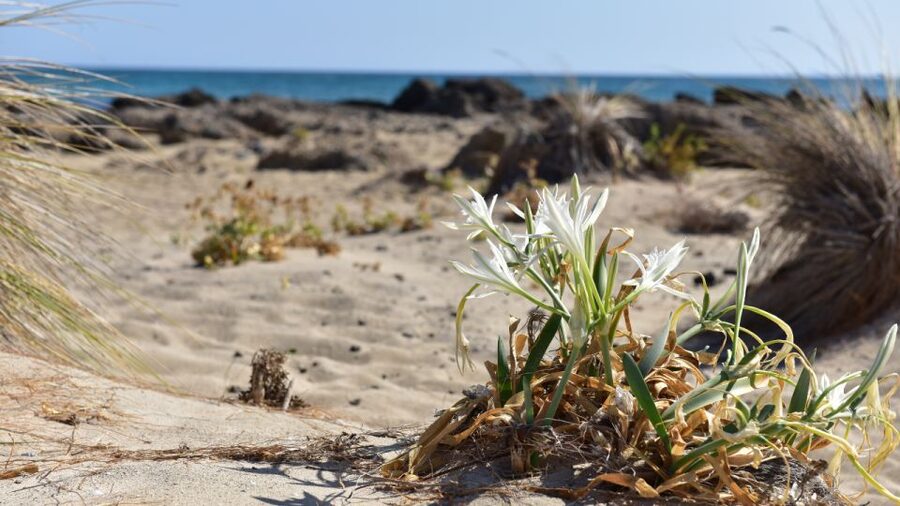 From Heraklion: Elafonisi Beach Day Tour with Pickup - Is $64 good value?