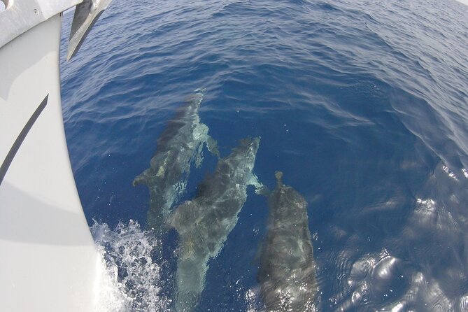 From Heraklion : Small Group 5,5 hours Sailing Trip to Dia Island - Who will enjoy this Heraklion sailing trip?