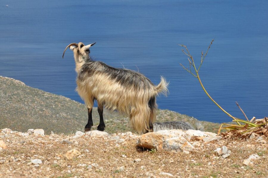 From Rethymno: Agios Nikolaos and Spinaloga Tour - Price, extra fees, and overall value