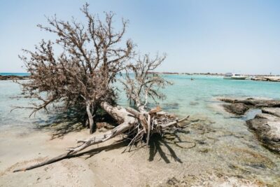 Elafonissi Pink Sand Beach Tour