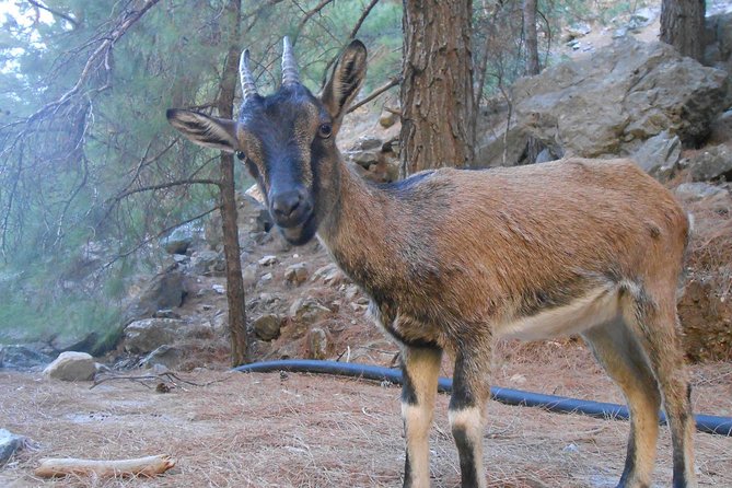 Full Day Samaria Gorge 10-Mile Walking Tour - Who should take this hike