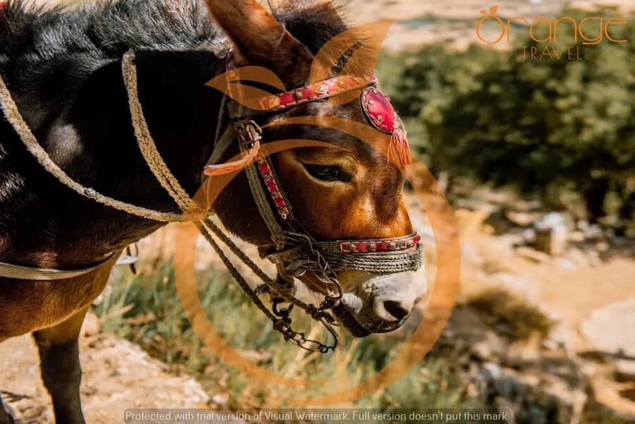 Full-Day Tour:Lasithi Plateau -Mythology Park&Knossos Palace - Reaching the Lasithi Plateau by bus