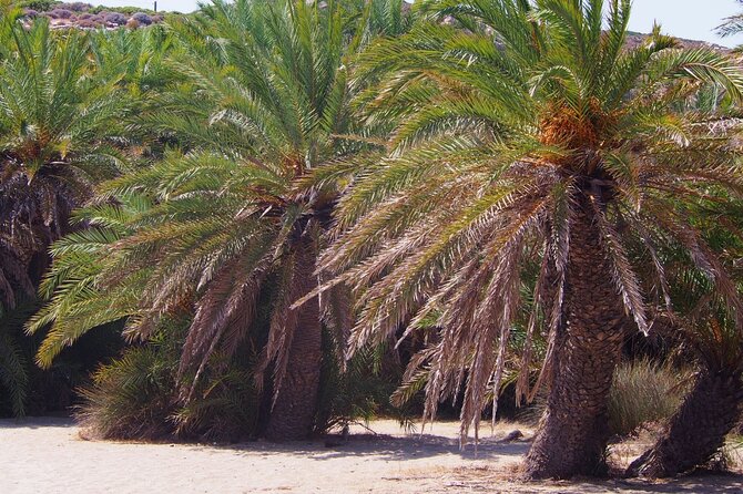 Full-Day Tour to Vai Palm Beach, Toplou Monastery, and Sitia Town - Vai Palm Beach, the day’s main event