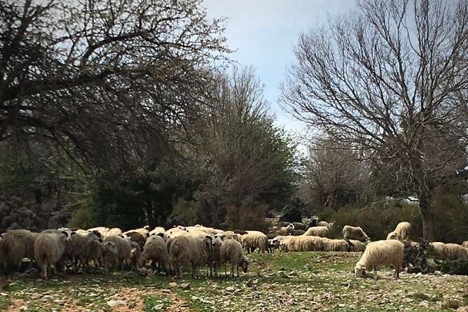 Fygou and Agia Irini Gorge Loop Half Day Hiking Tour - What the private guide and transport add