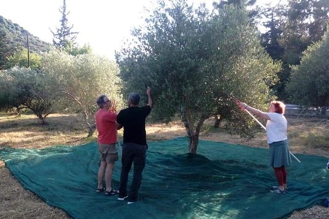 Half-Day Georgioupolis Off-Road Adventure with Meal - Olive oil at Kanakis Olive Oil