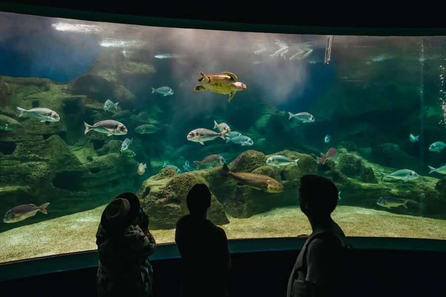 Heraklion Area: CRETAquarium Admission Ticket - Key points at a glance
