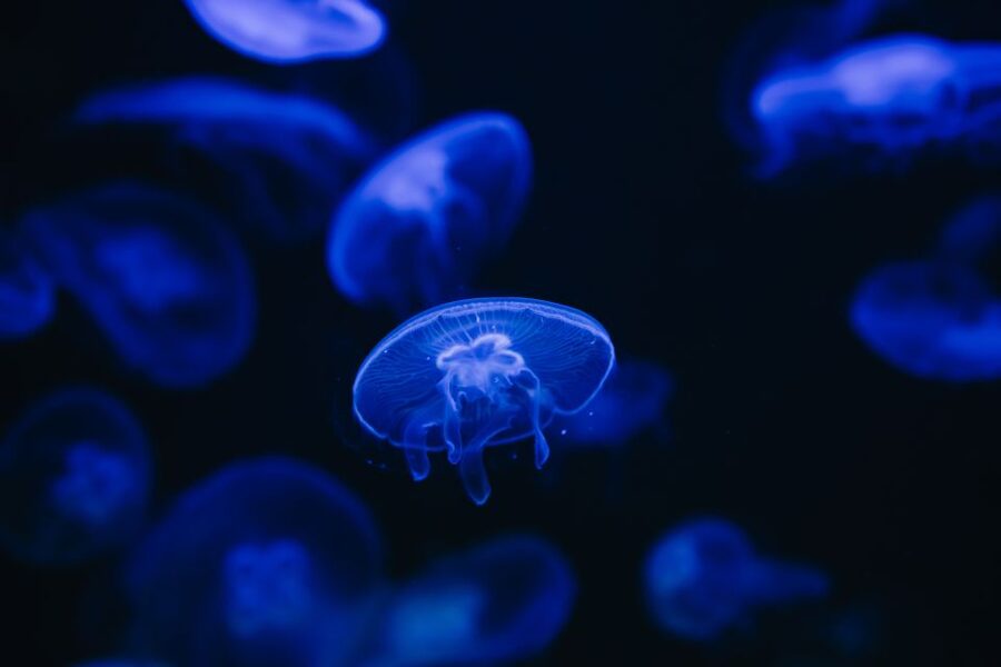 Heraklion Area: CRETAquarium Admission Ticket - What the CRETAquarium experience is really like