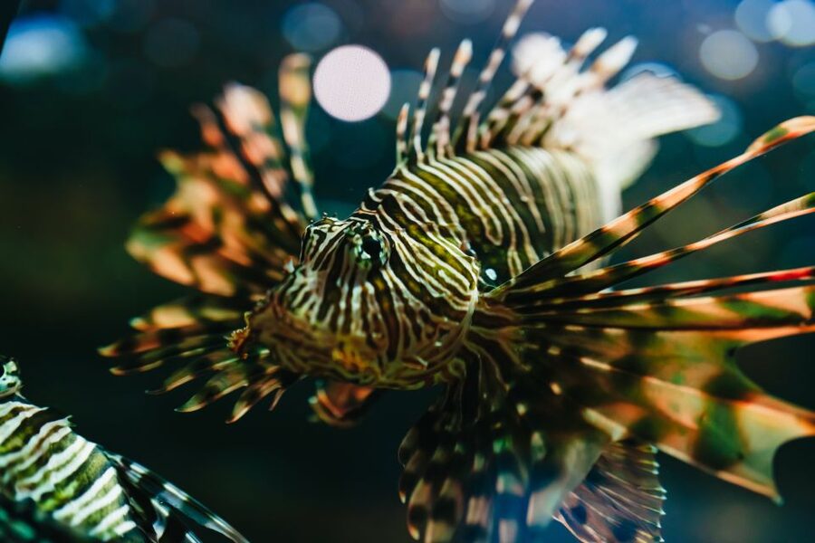 Heraklion Area: CRETAquarium Admission Ticket - Sharks, jellyfish, and the crowd-pleasing tanks