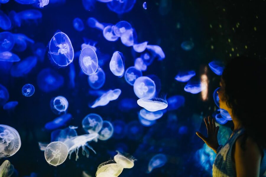 Heraklion Area: CRETAquarium Admission Ticket - Choosing the best time to visit
