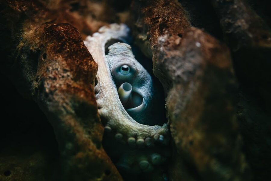 Heraklion Area: CRETAquarium Admission Ticket - Mediterranean fish, rays, and rocky sea life