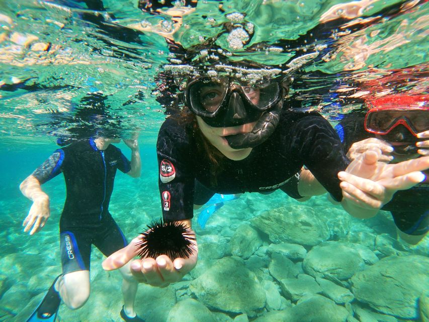 Heraklion: Beginner-Friendly Snorkeling Trip - What you see beneath Agia Pelagia Bay