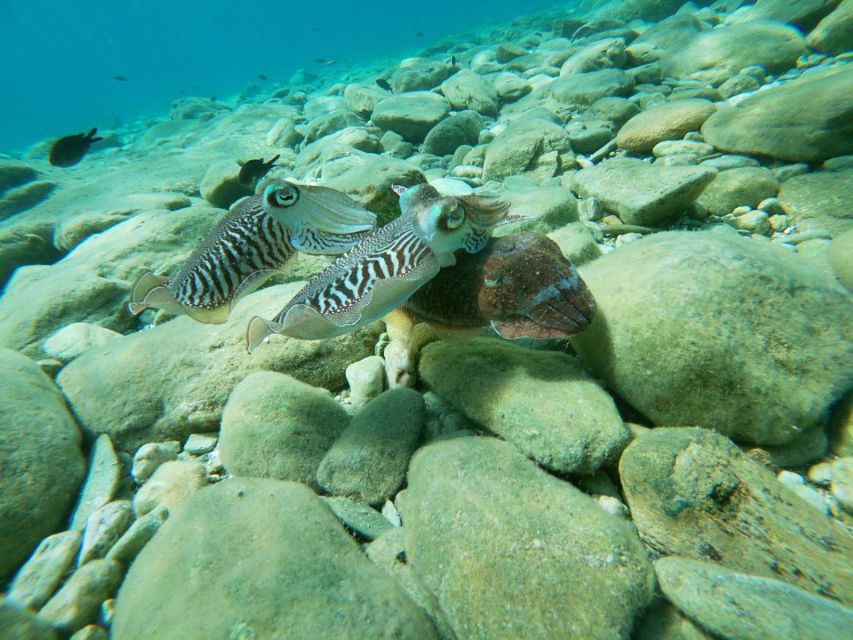 Heraklion: Beginner-Friendly Snorkeling Trip - Meeting at the Agia Pelagia base