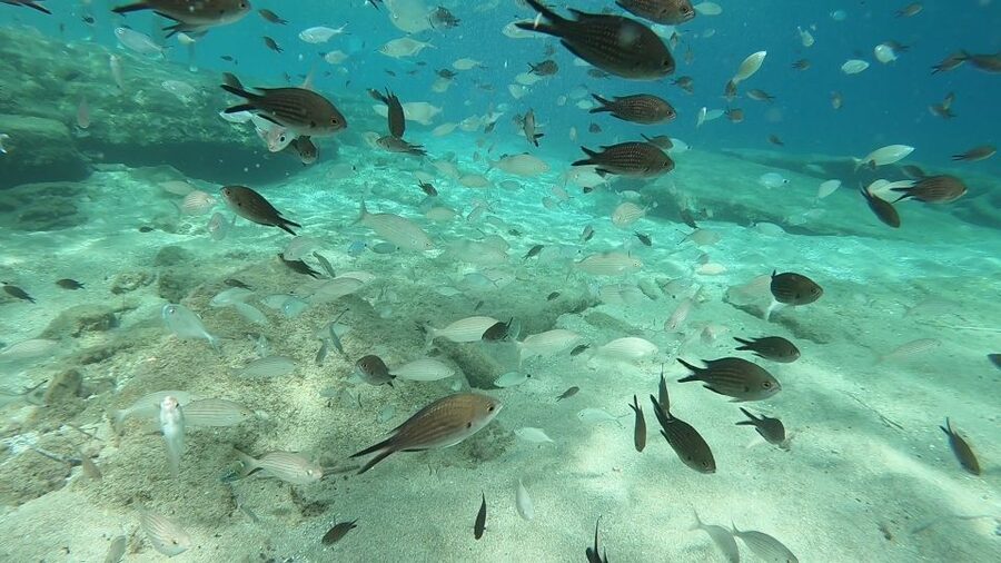 Heraklion: Beginner Scuba Diving Lesson with PADI Instructor - One hour in Agia Pelagia Bay