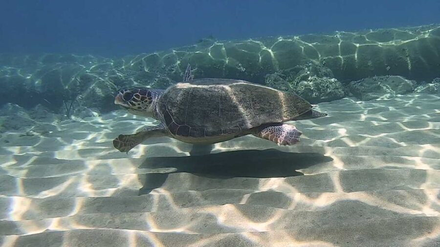Heraklion: Beginner Scuba Diving Lesson with PADI Instructor - Why the small group matters