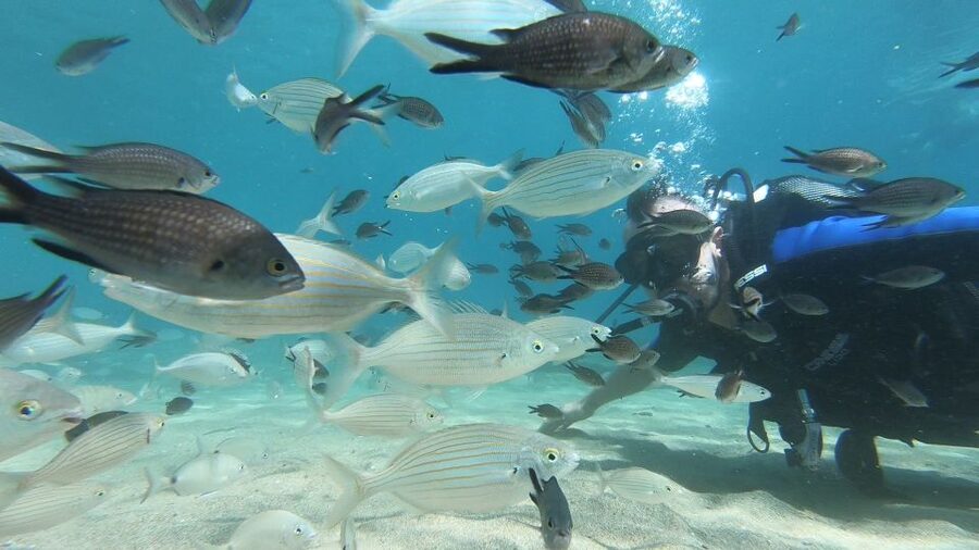 Heraklion: Beginner Scuba Diving Lesson with PADI Instructor - What $88 gets you