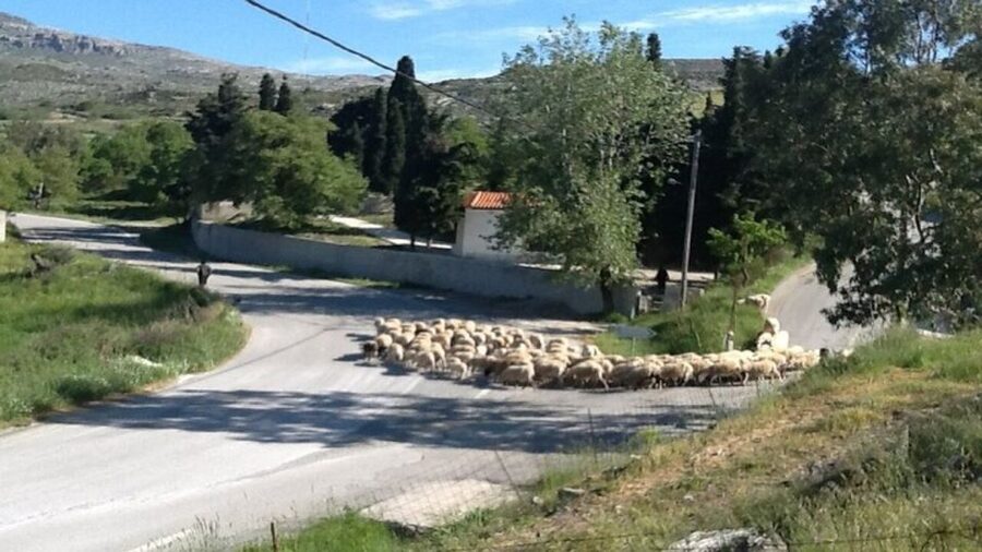 Heraklion:Cretan Villages with Patsos Gorge - What the $129 price really covers