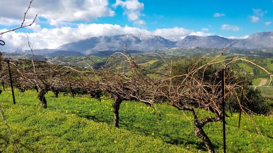 Heraklion: Cretan Wine Tasting Tour & Gourmet Lunch - Gourmet lunch with wine pairing