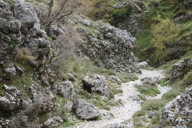 Heraklion Crete: Imbros Gorge Hike - Who should book this day trip?