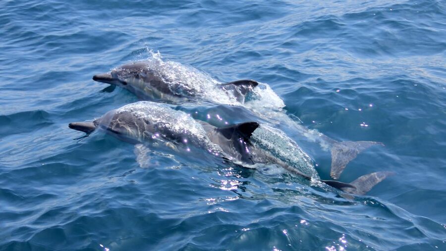 Heraklion: Dia Island Private Sailing Cruise with Full Meal - Crew service and the human side of the cruise