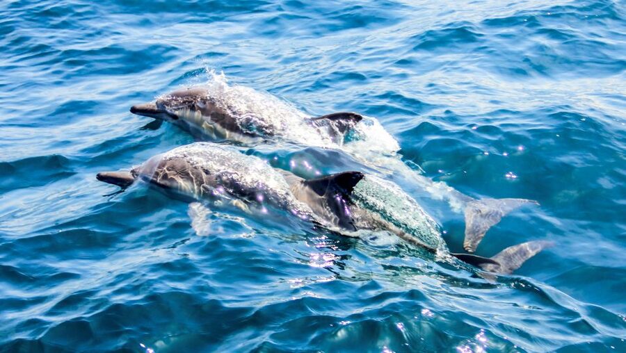 Heraklion: Dia Island Sailboat Cruise with Swimming and Meal - Lunch with Cretan flavors and unlimited drinks