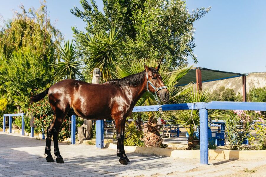 Heraklion: Finikia Horse Riding Tour with Lunch or Dinner - The Cretan meal is more than an add-on