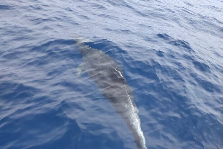 Heraklion: Nature Reserve Dia Island Full-Day Cruise & Lunch - Agios Georgios and the Minoan port