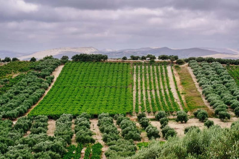Heraklion: Private Food and Wine Tour with a local Sommelier - The first winery: five wines and a Cretan brunch