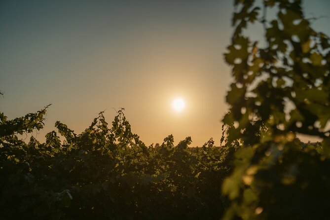 Heraklion Private Half-Day Wine Tasting Tour in Lyrarakis Winery - Key points at a glance