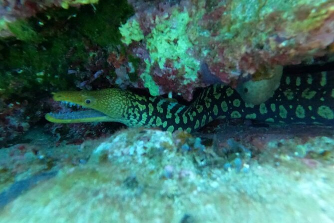 Heraklion: Scuba Diving Experience for Beginners - Who can take part, and who should check first