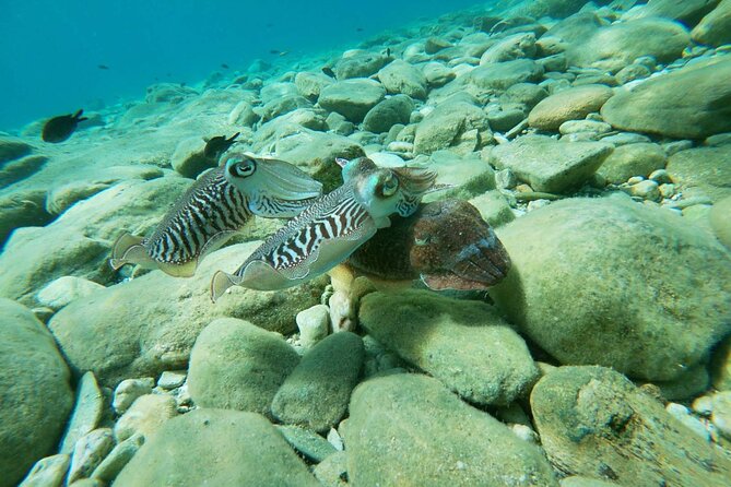 Heraklion: Scuba Diving Experience for Beginners - Pickup, timing, and what to bring
