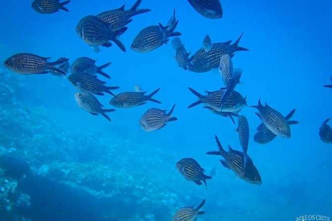 Heraklion: Scuba Diving Experience for First-Timers - The instructors are the most important part