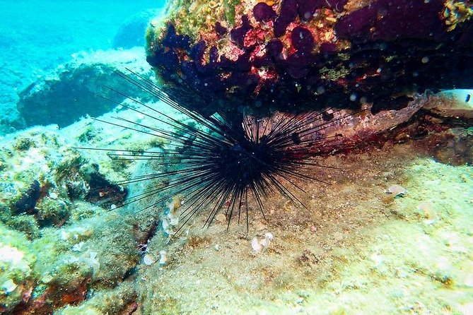 Heraklion: Scuba Diving Experience for First-Timers - Equipment, photographs, and comfort