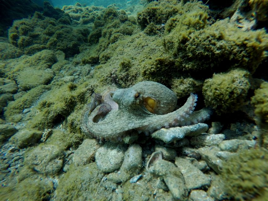 Heraklion: Try Scuba Diving For Beginners (1 dive) - What you may see below the surface