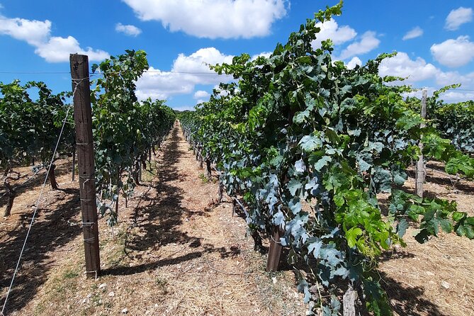 Heraklion wine tour & Cretan meze lunch - Who will enjoy this most